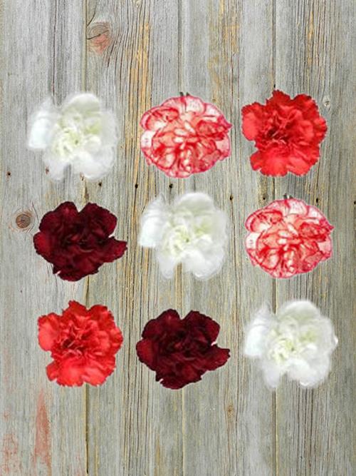 CHISTMAS PACK ASSORTED COLOR MINI CARNATIONS